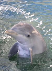 Young Navy Bottlenose Dolphin