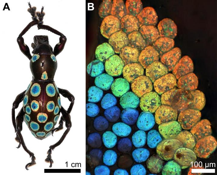 Rainbow Weevil and Scales