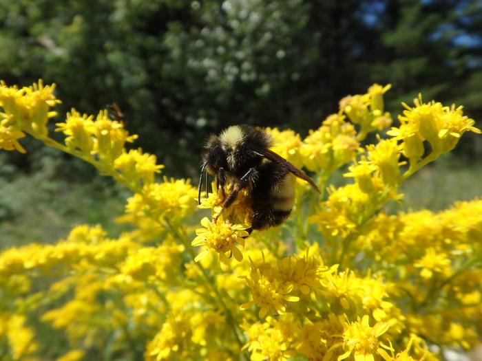 Bombus terricola