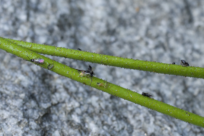 Fresh field specimens of Triantha occidentalis