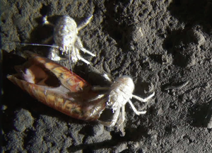 Squat lobster