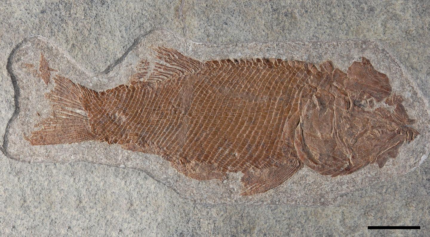 <I>Ticinolepis longaeva</I>