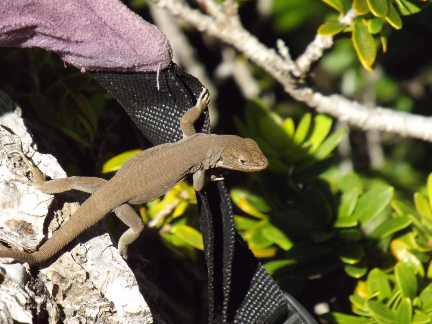 A Janequeo`s Lizard Climbed on One of the Researcher's Backpack during the Fieldwork
