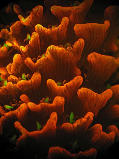 Adult <i>Acropora millepora</i> Coral