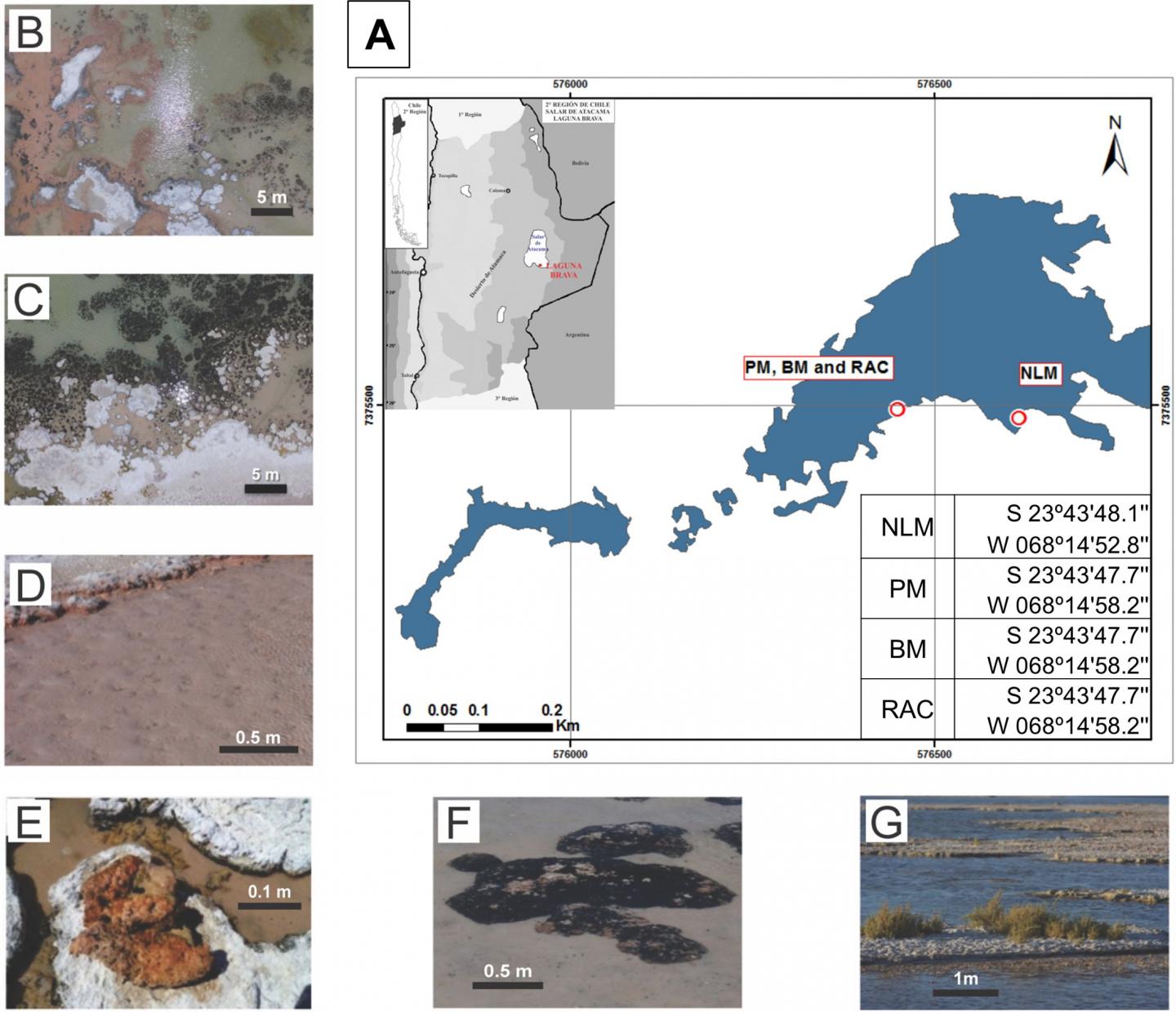 Microbial Ecosystem at Laguna La Brava May Contain Novel Microorganisms