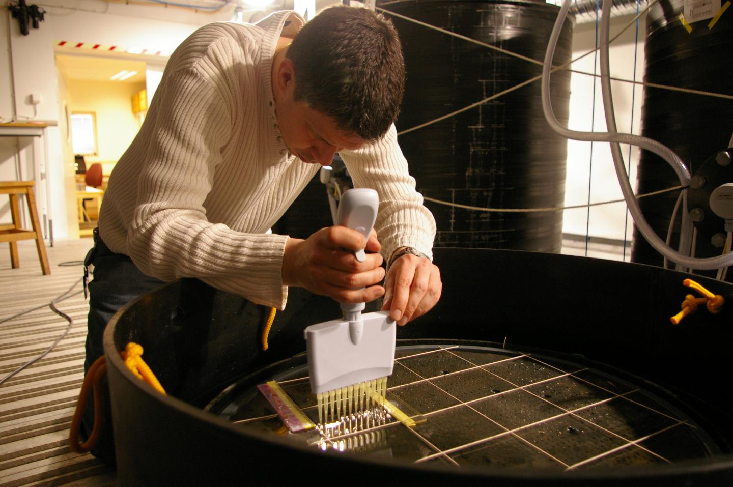 Erik Björn, Umeå University