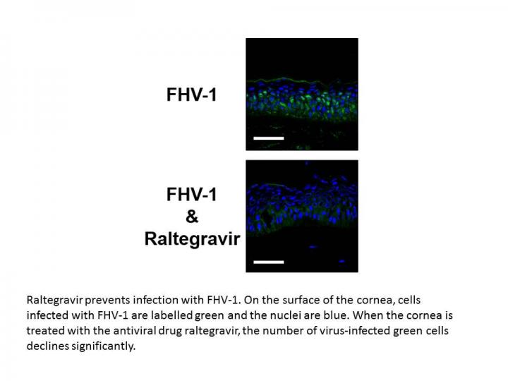 Raltegravir Prevents Infection with FHV-1
