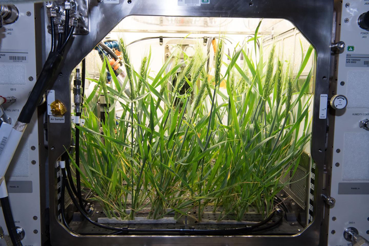 View of Growth Chamber