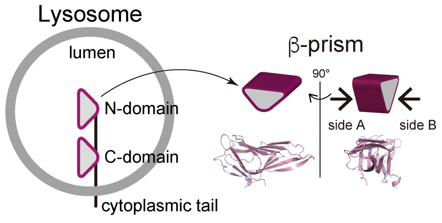 Figure.1 The two-domain architecture of LAMP1 and LAMP2