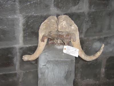 Musk Ox Population Decline Due to Climate, Not to Humans, Study Finds (2 of 2)