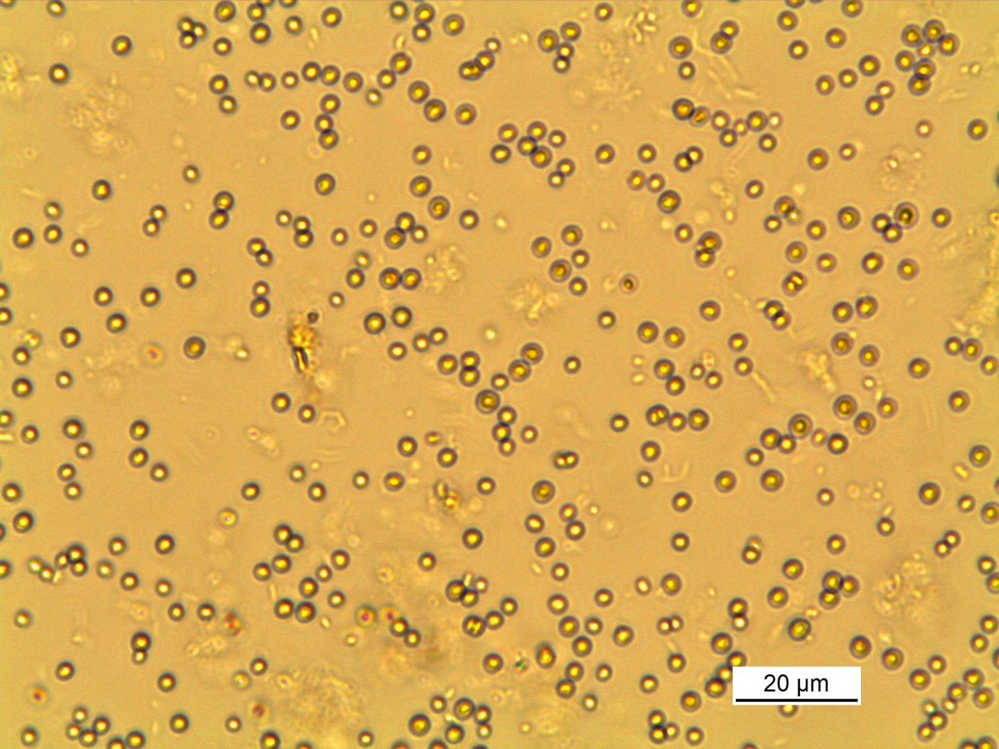<em>Chlorella vulgaris</em>