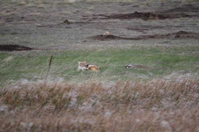 Prairie dog predators