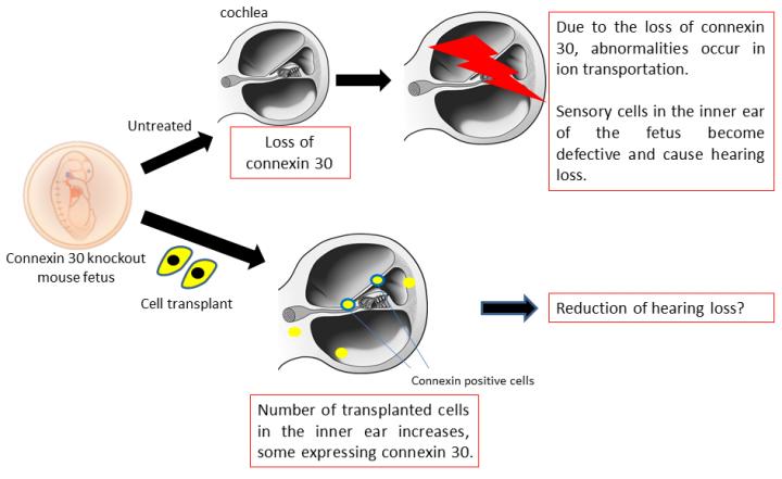 コネキシン30欠損マウスと細胞移植後の蝸牛