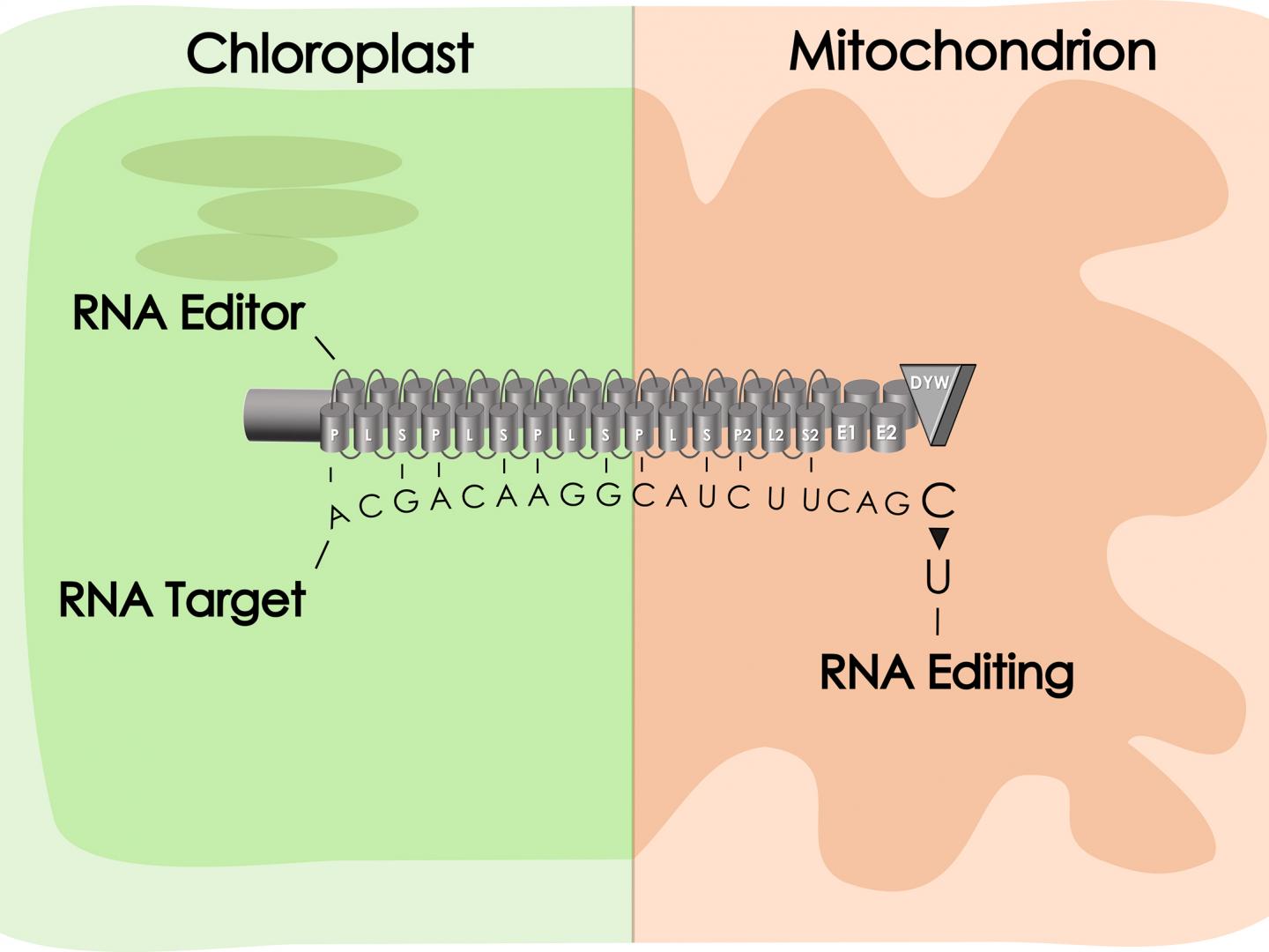 Schematische Darstellung eines PPR-Proteins 