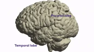 Brain regions GIF