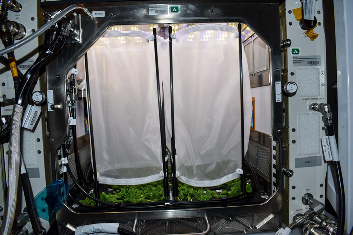 Plants inside NASA's Kennedy Space Center’s Advanced Plant Habitat