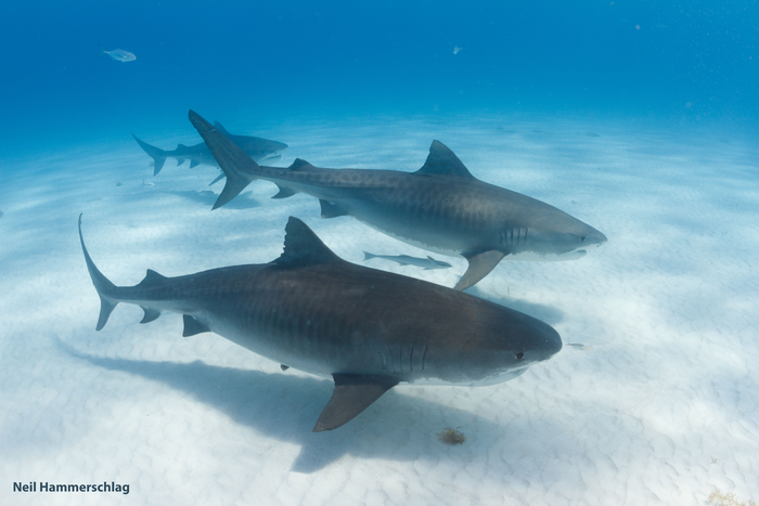 Tiger sharks (Galeocerdo cuvier)