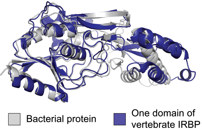 IRBP Comparison [IMAGE] | EurekAlert! Science News Releases