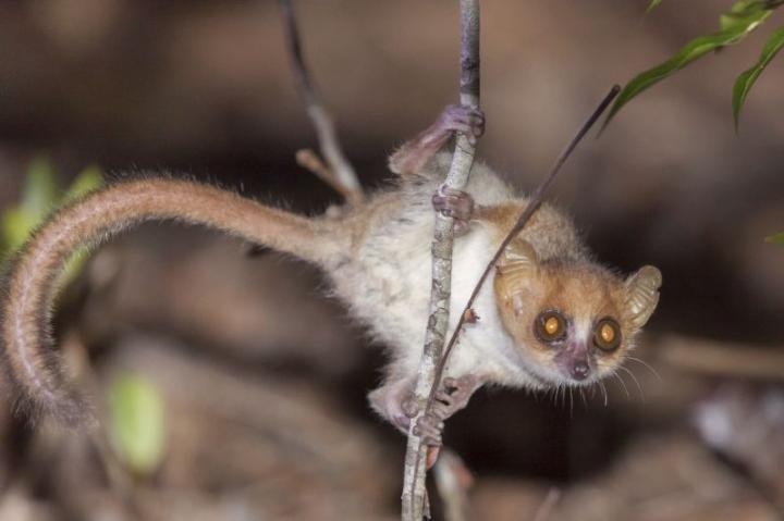 Madame Berthe's Mouse Lemur