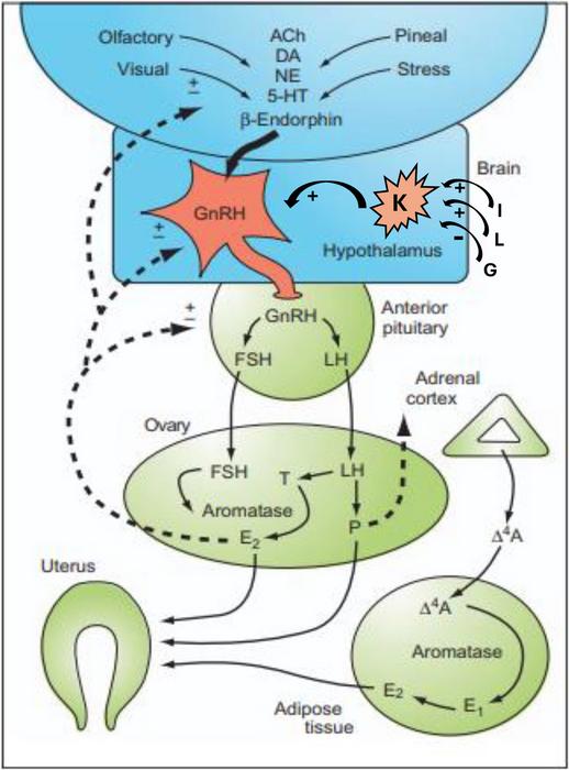 The brain-pituitary-ovarian axis (simplified).