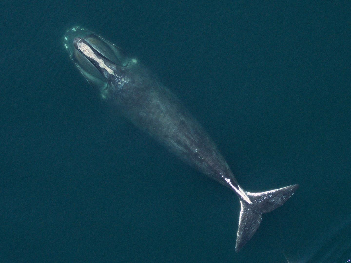 North Atlantic right whale