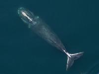 North Atlantic right whale
