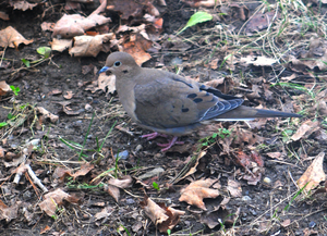 Mourning dove