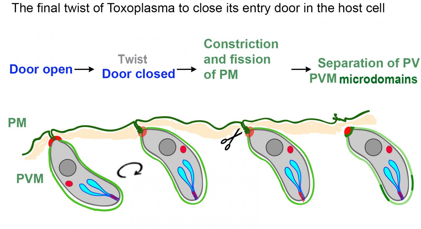 The Final Twist of <i>Toxoplasma gondii</i>
