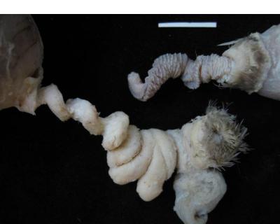 Mallard Oviduct and Phallus