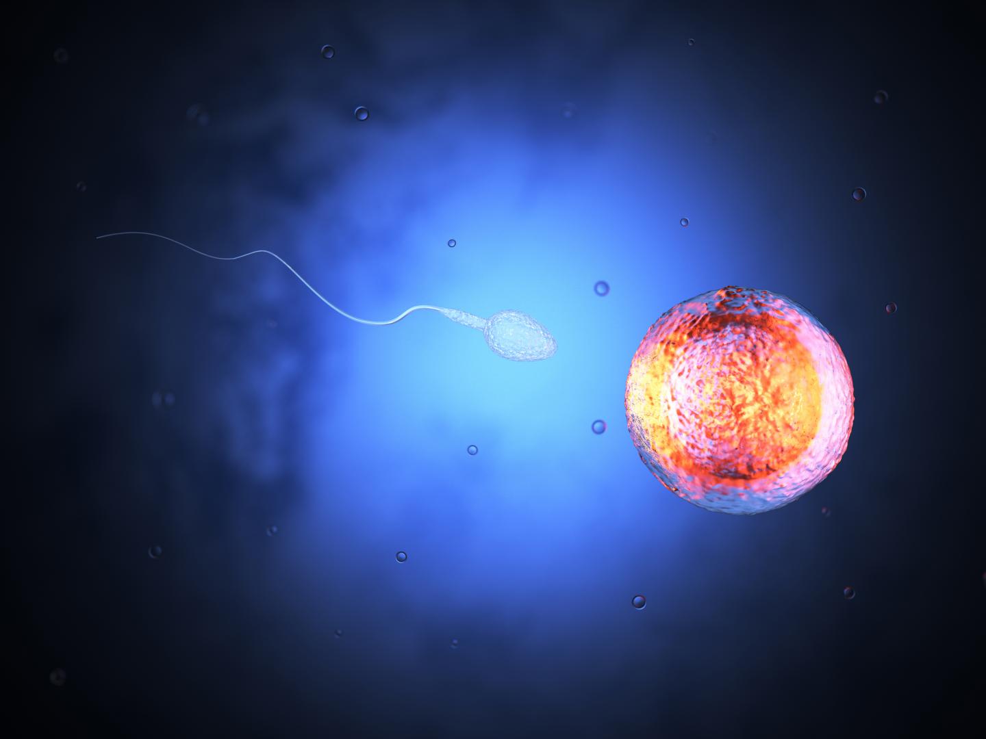 Egg and Sperm