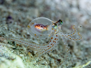 Juvenile octopus