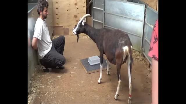 Goats Completing Problem-Solving Task