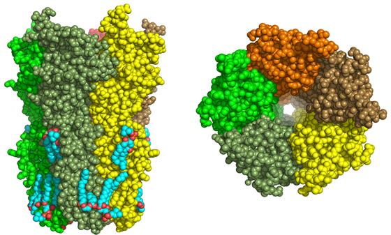 Representation of Space in the Nicotinic Receptor