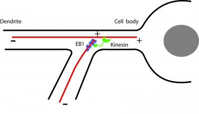 Microtubule Cartoon
