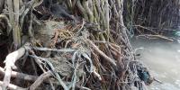 Roots entangled in waste_3