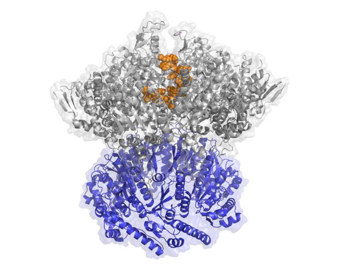 •	Rendering of the protease ClpX: the gray part recognizes the harmful protein, the orange grabs on to it, and the blue destroys it.