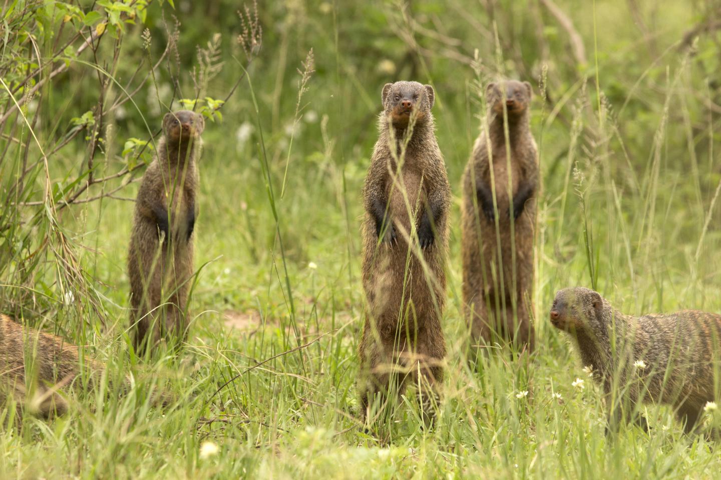 Banded Mongooses