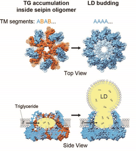 UT Southwestern researcher, international team solve decades-old structural mystery surrounding the birth of energy-storing lipid droplets