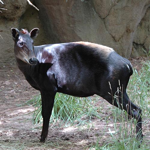 yellow-backed_duiker_knox_zoo
