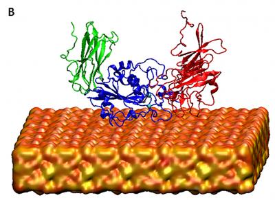 Head Unit of Integrin Modeled