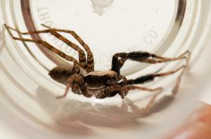 WOLF SPIDERS