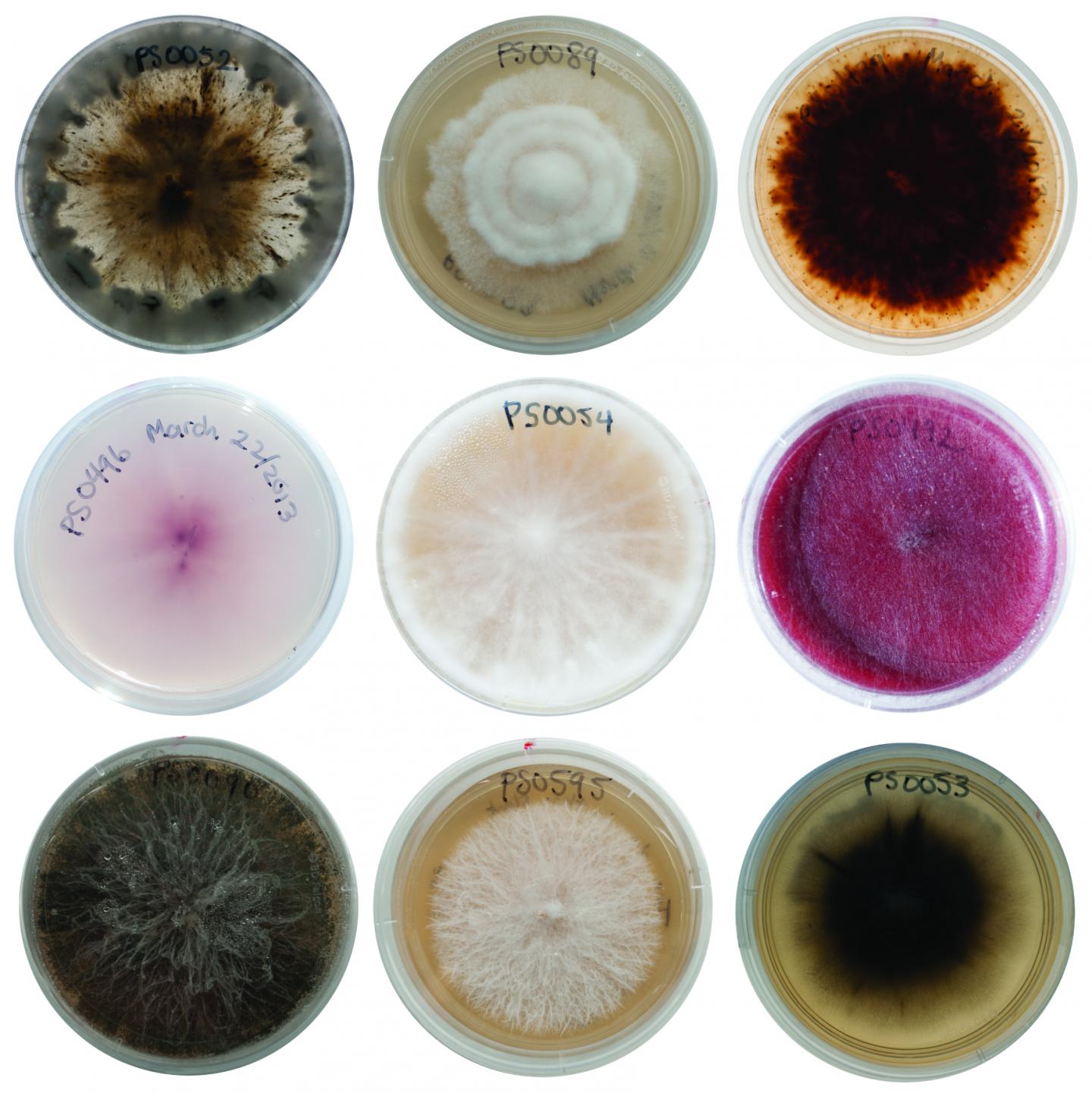 1. Examples of Fungi