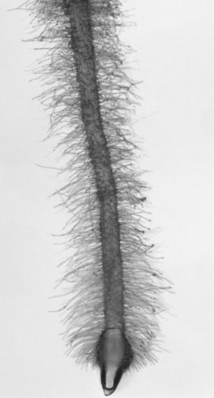 Shallower plant root