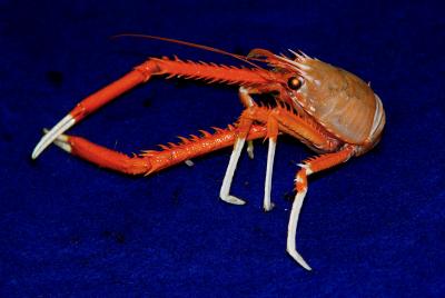 Deep-sea Crab