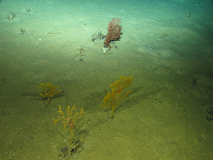 An effort of 15 deep-sea international expeditions has allowed the analysis of abyssal sediments collected in all major oceanic regions. Gorgonians and black corals at 1960 m depth in the Atlantic Ocean.