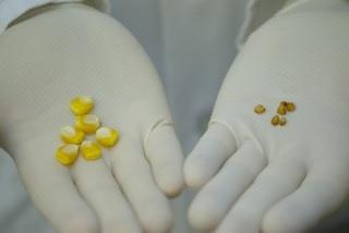 Sugar Transportation and Seed Size