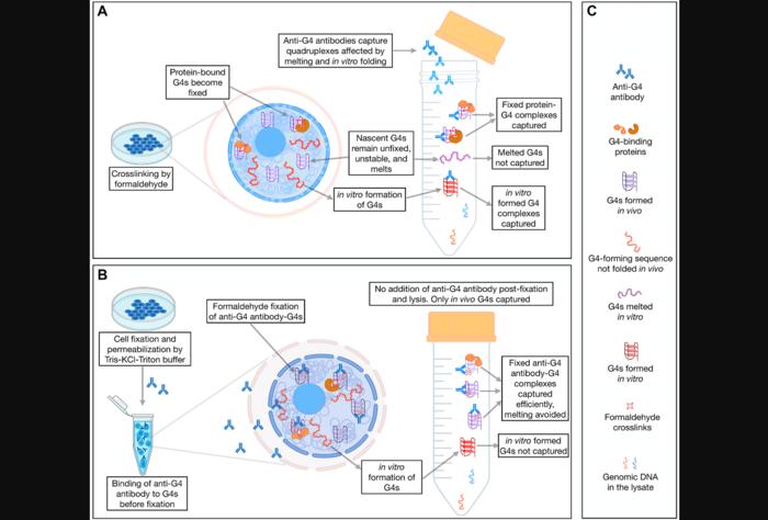 Figure 2: A comparative analysis of G4 landscape in cultured cells using AbC G4-ChIP.