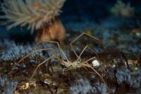 Sea Spider on Sea Floor