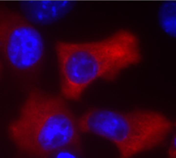 TSC22D4 Expressing Cells