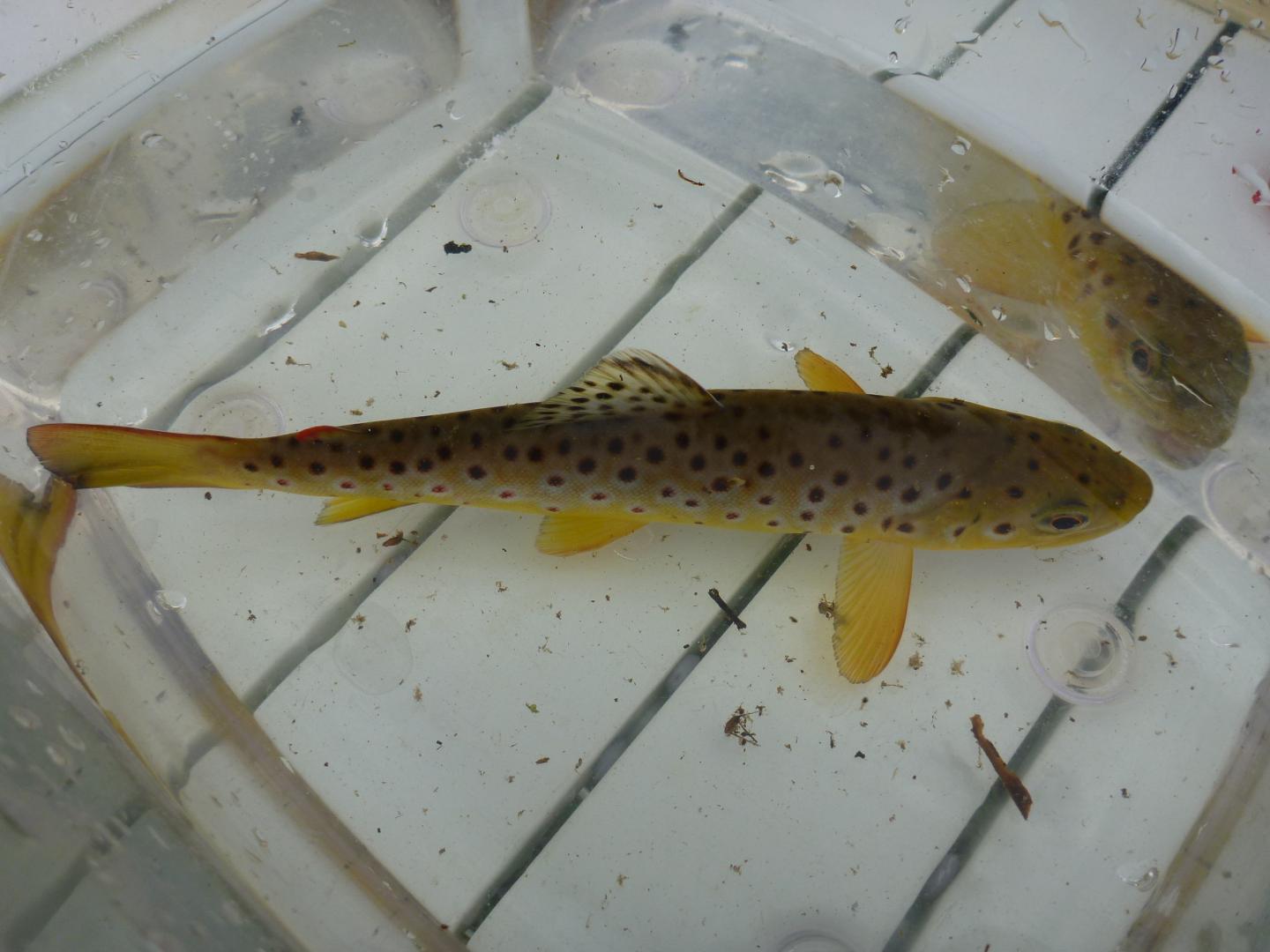 A Brown Trout from the River Hayle in Cornwall, UK